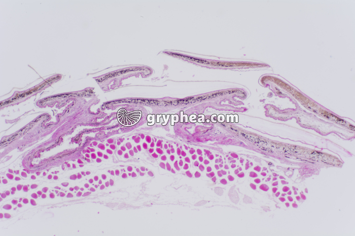 Peau de reptile CT x10 - gryphea.org